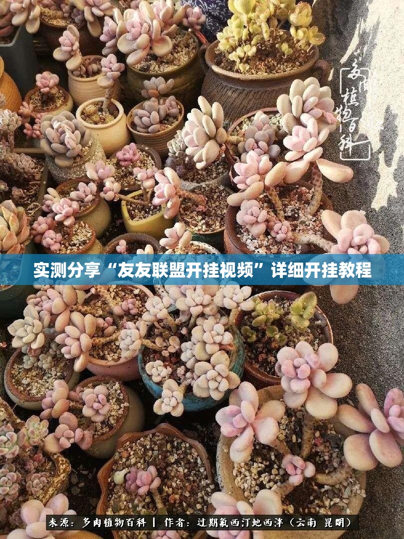 实测分享“友友联盟开挂视频”详细开挂教程