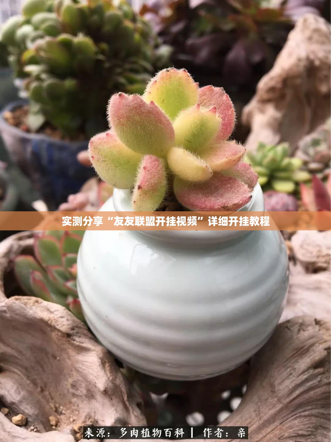 实测分享“友友联盟开挂视频	”详细开挂教程