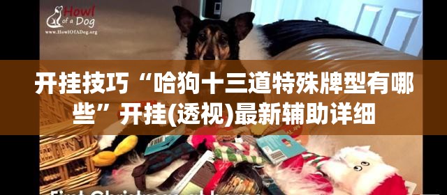 开挂技巧“哈狗十三道特殊牌型有哪些”开挂(透视)最新辅助详细