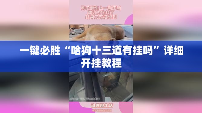一键必胜“哈狗十三道有挂吗	”详细开挂教程