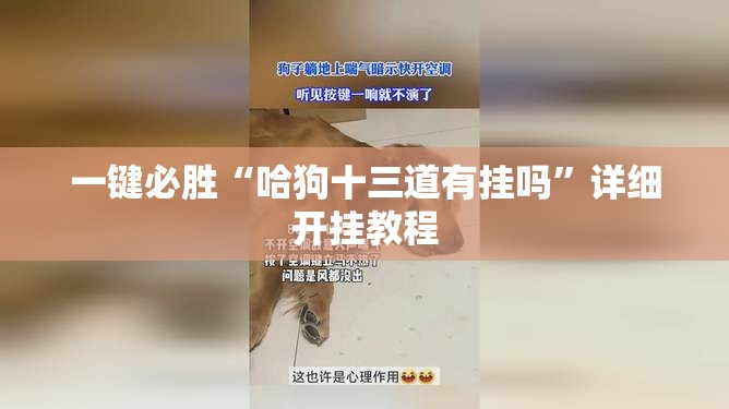 一键必胜“哈狗十三道有挂吗”详细开挂教程