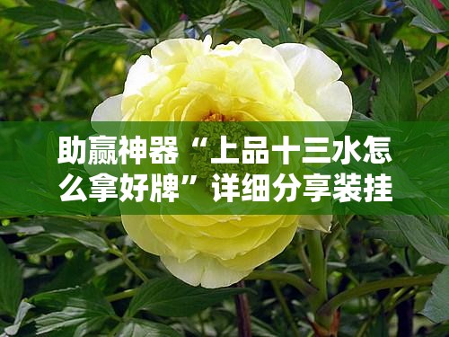 助赢神器“上品十三水怎么拿好牌”详细分享装挂步骤