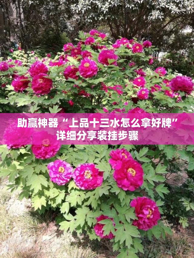 助赢神器“上品十三水怎么拿好牌”详细分享装挂步骤