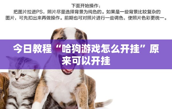 今日教程“哈狗游戏怎么开挂	”原来可以开挂