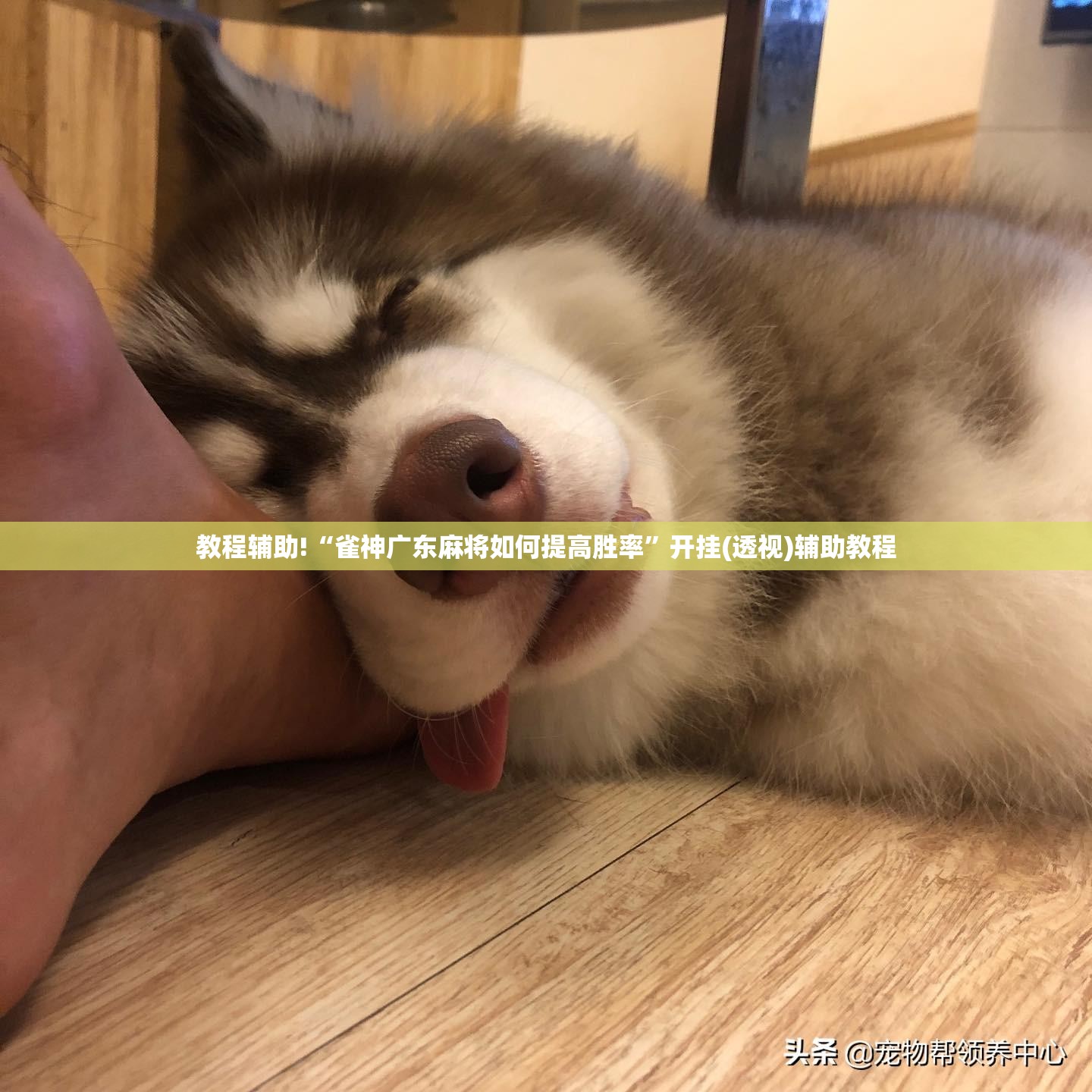 教程辅助!“雀神广东麻将如何提高胜率”开挂(透视)辅助教程