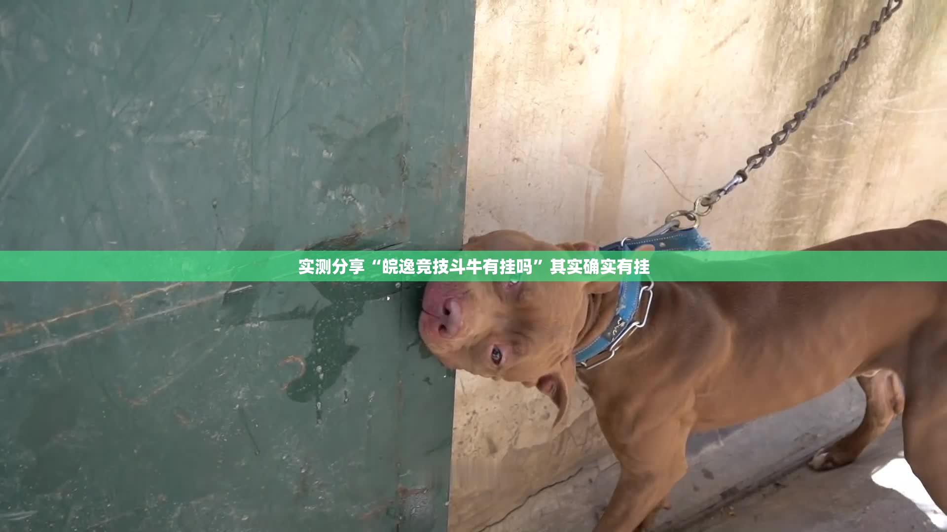 实测分享“皖逸竞技斗牛有挂吗”其实确实有挂