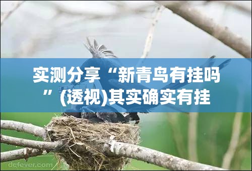 实测分享“新青鸟有挂吗”(透视)其实确实有挂