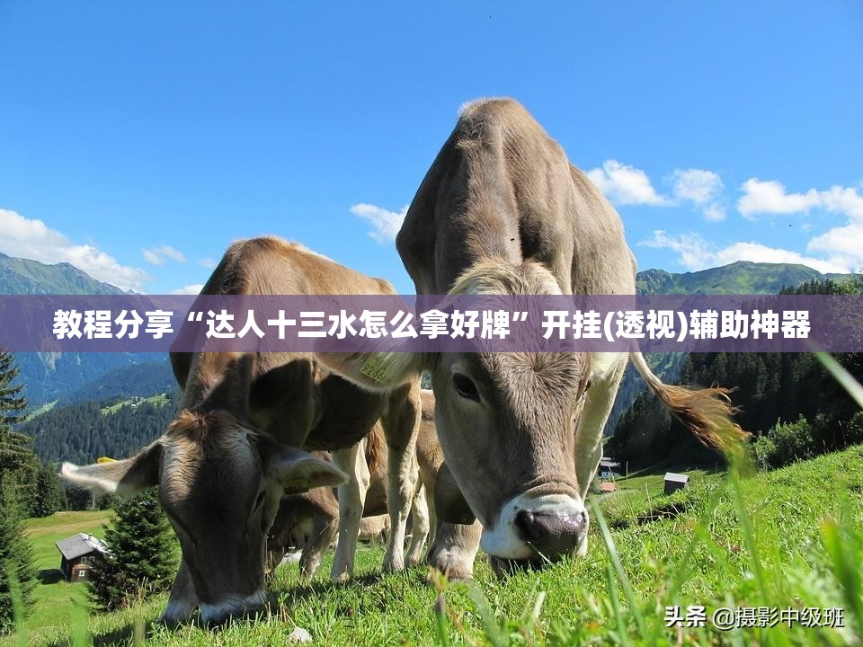 教程分享“达人十三水怎么拿好牌”开挂(透视)辅助神器