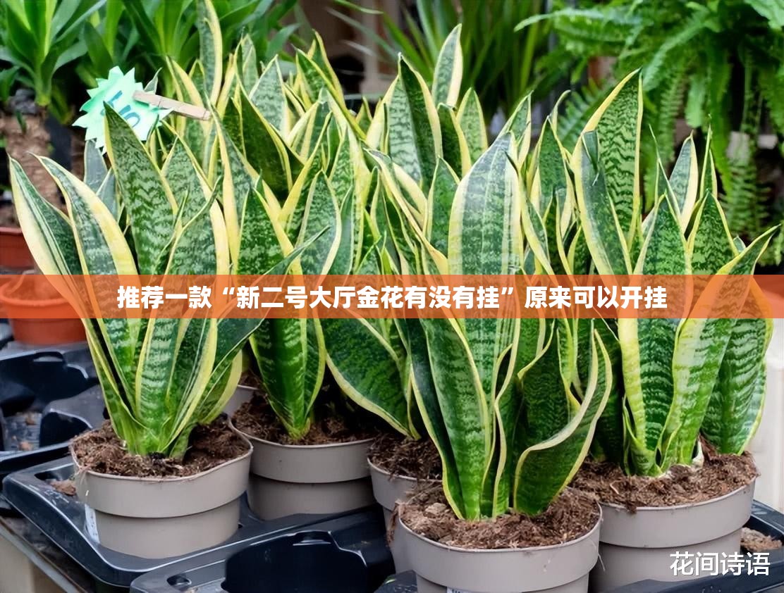 推荐一款“新二号大厅金花有没有挂”原来可以开挂