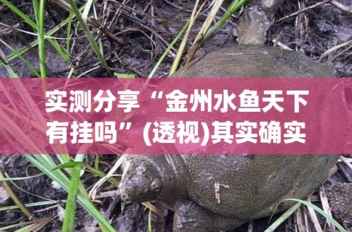实测分享“金州水鱼天下有挂吗”(透视)其实确实有挂