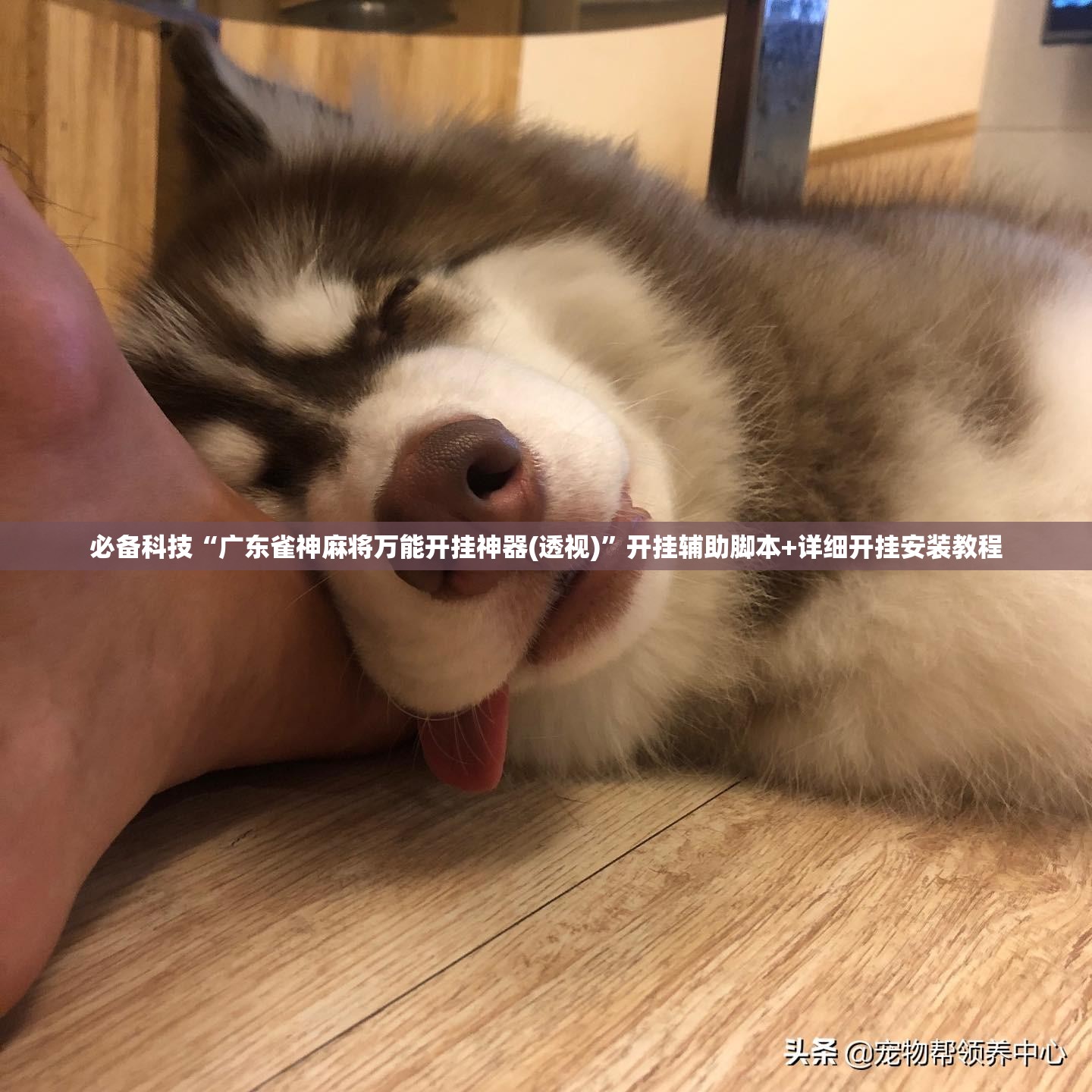 必备科技“广东雀神麻将万能开挂神器(透视)”开挂辅助脚本+详细开挂安装教程