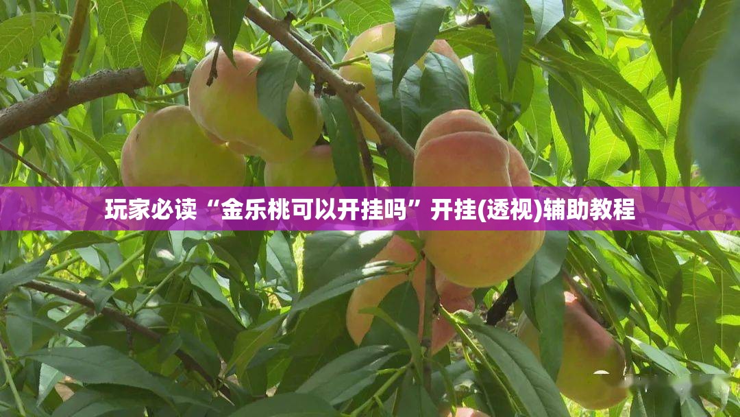 玩家必读“金乐桃可以开挂吗”开挂(透视)辅助教程