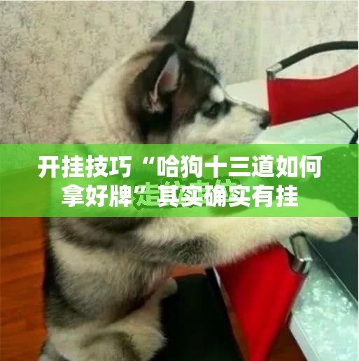 开挂技巧“哈狗十三道如何拿好牌”其实确实有挂