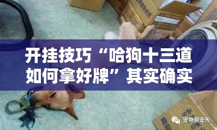 开挂技巧“哈狗十三道如何拿好牌”其实确实有挂
