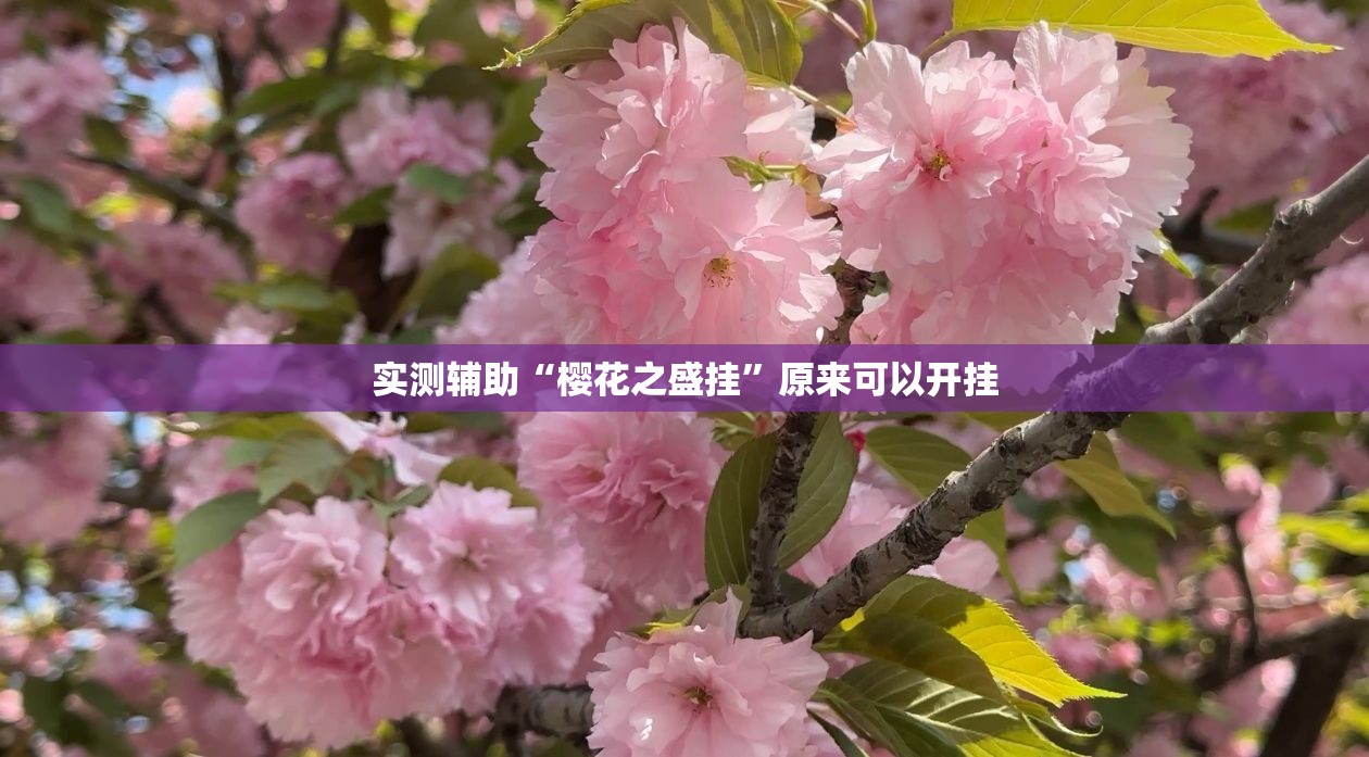 实测辅助“樱花之盛挂”原来可以开挂