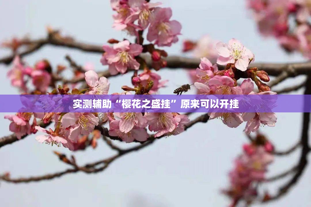 实测辅助“樱花之盛挂	”原来可以开挂