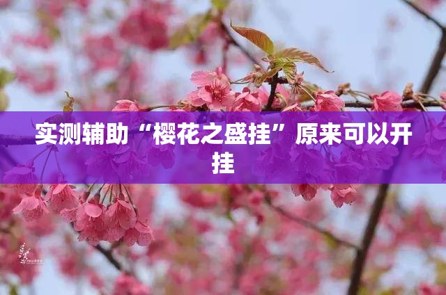 实测辅助“樱花之盛挂”原来可以开挂